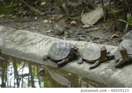 Abstract turtle 69359123