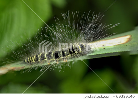 Caterpillars on green leaves Caterpillars on green leaves 69359140