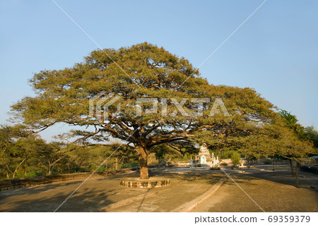 old big green tree with small pagoda at summer time old big green tree with small pagoda at summer time 69359379