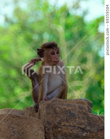 Monkey in Sri Lanka, Toque Macaque. Monkey in Sri Lanka, Toque Macaque. 69359384
