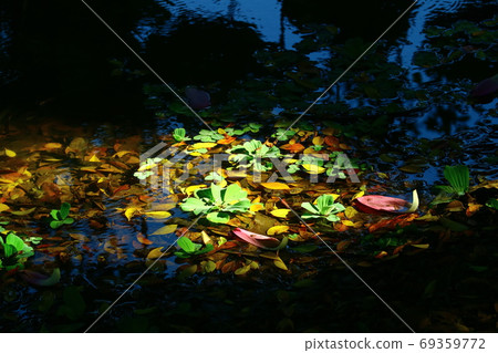 New Taipei Sanchong Metropolitan Park, lotus, lotus leaf, lotus, withered, dead leaves, light 69359772