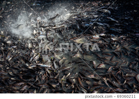 Pangasius and freshwater species in Asia are popular for food exports. Fish raised in a closed system Pangasius and freshwater species in Asia are popular for food exports. Fish raised in a closed system 69360211