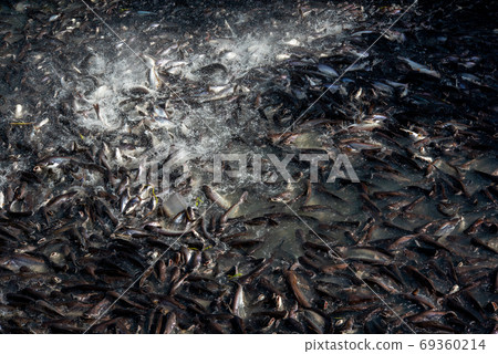 Pangasius and freshwater species in Asia are popular for food exports. Fish raised in a closed system Pangasius and freshwater species in Asia are popular for food exports. Fish raised in a closed system 69360214
