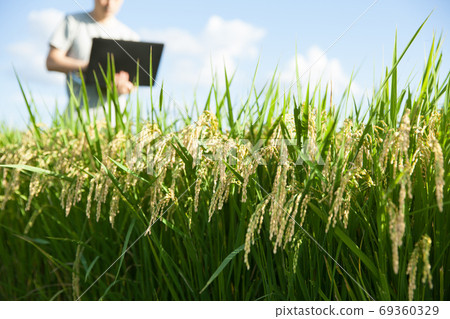 A farmer who manages rice fields with a personal computer A farmer who manages rice fields with a personal computer 69360329