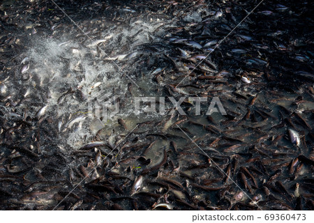 Pangasius and freshwater species in Asia are popular for food exports. Fish raised in a closed system Pangasius and freshwater species in Asia are popular for food exports. Fish raised in a closed system 69360473