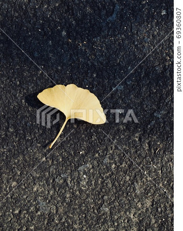 黃色秋天銀杏葉背景 69360807