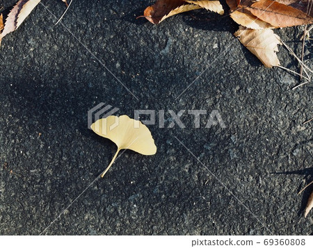 黃色秋天銀杏葉背景 69360808