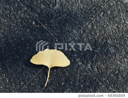 黃色秋天銀杏葉背景 69360809