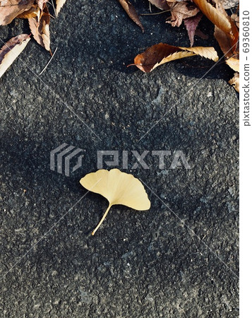 黃色秋天銀杏葉背景 69360810