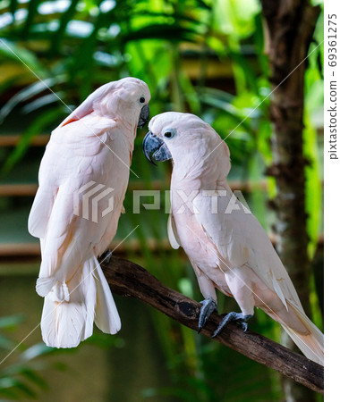 Couple of Oobatan Couple of Oobatan 69361275