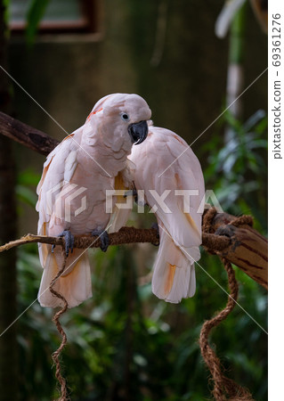 Couple of Oobatan Couple of Oobatan 69361276