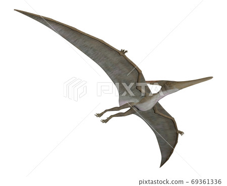 Pteranodon Pteranodon 69361336