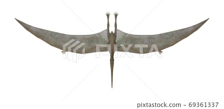 Pteranodon Pteranodon 69361337