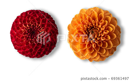 Red and orange dahlias isolated on white 69361497