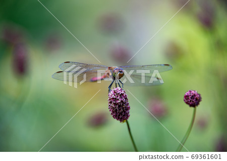 September Ueno Farm Red Dragonfly 69361601