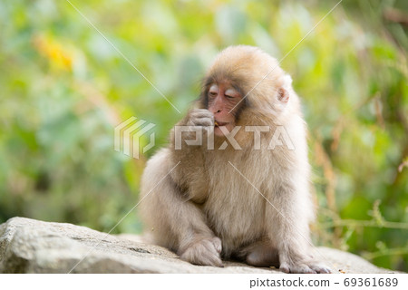Portrait of free and enjoyable life of Japanese macaque Cute monkey 69361689