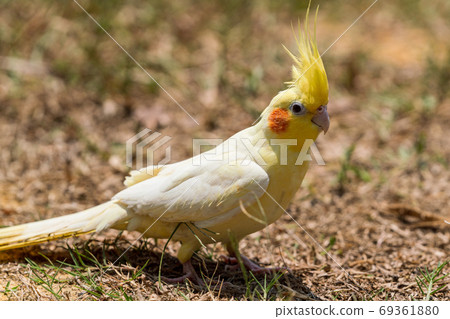 玄鳳鸚鵡 玄鳳鸚鵡 69361880