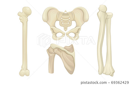 Bone and Joints as Parts of Human Skeleton Vector Set 69362429