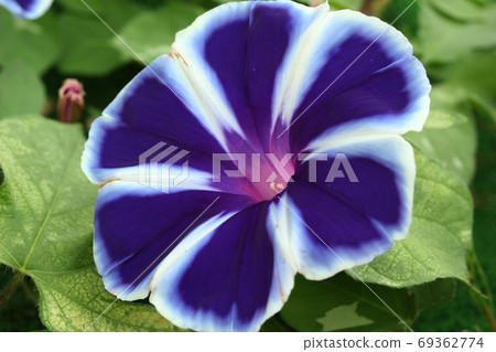 牽牛花 牽牛花 69362774
