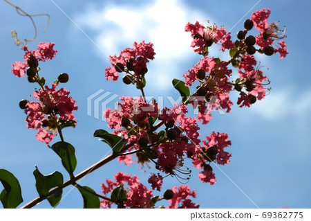 Crape myrtle Crape myrtle 69362775