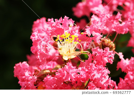 Crape myrtle Crape myrtle 69362777