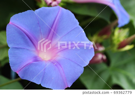 牽牛花 69362779
