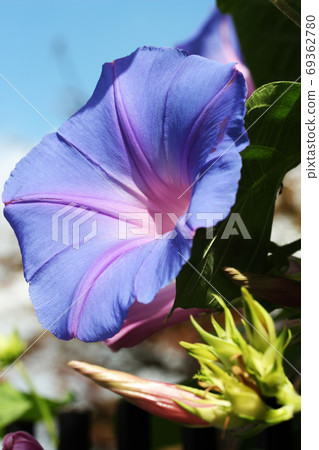 牽牛花 牽牛花 69362780