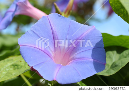 牽牛花 牽牛花 69362781