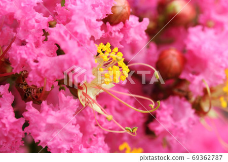 Crape myrtle Crape myrtle 69362787