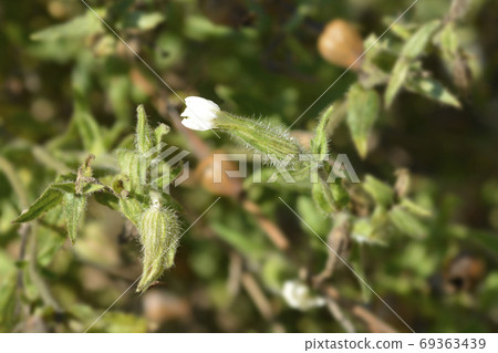 White campion 69363439
