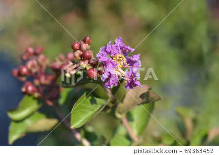 Crepe myrtle 69363452