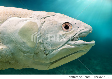 The head of fish Latimeria Chalumnae on blue background of sea. 69363499