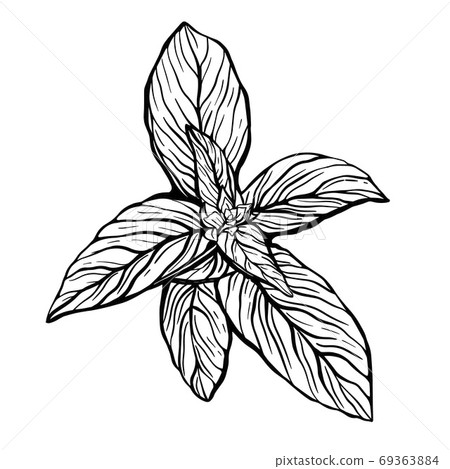 A sprig of Basil . sprig of Basil Stock Illustration 69363884