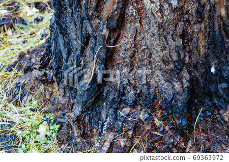 scorched trees, burned tree trunks, forest fire 69363972