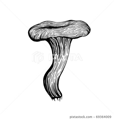 Mushroom chanterelle. Forest autumn mushrooms Mushroom chanterelle. Forest autumn mushrooms 69364009