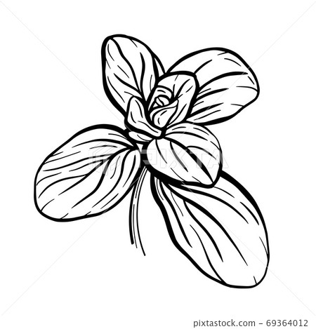 Basil leaves . A sprig of marjoram. Basil Basil leaves . A sprig of marjoram. Basil 69364012