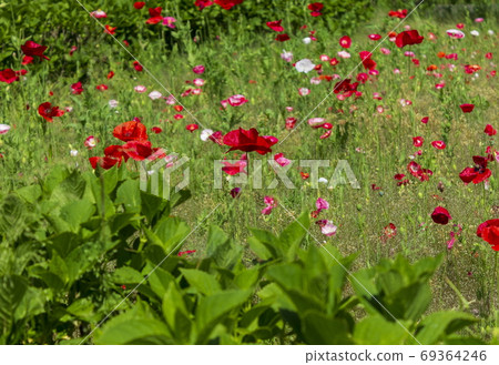 罌粟花遍地開花 罌粟花遍地開花 69364246