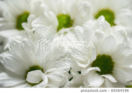 Wet chrysanthemum macro photo Wet chrysanthemum macro photo 69364596