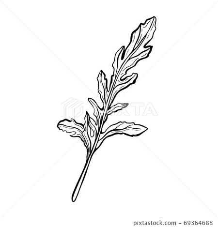 Arugula. rocket leaf-delicious greens, fragrant Arugula. rocket leaf-delicious greens, fragrant 69364688