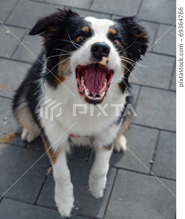 Australian Shepherd dog Australian Shepherd dog 69364766