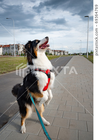 Australian Shepherd dog Australian Shepherd dog 69364769