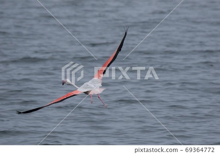 Lonaly pink famingo with long legs and yellow eyes escapes and takes off from danger in cold ocean water. Namibia Lonaly pink famingo with long legs and yellow eyes escapes and takes off from danger in cold ocean water. Namibia 69364772