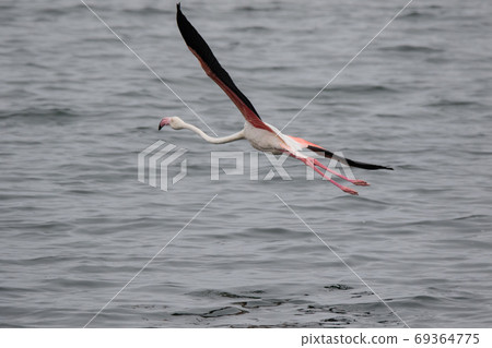 Lonaly pink famingo with long legs and yellow eyes escapes and takes off from danger in cold ocean water. Namibia 69364775