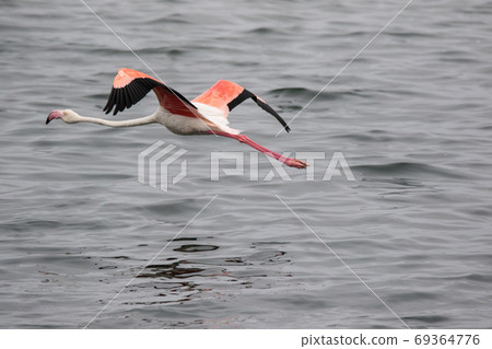Lonaly pink famingo with long legs and yellow eyes escapes and takes off from danger in cold ocean water. Namibia Lonaly pink famingo with long legs and yellow eyes escapes and takes off from danger in cold ocean water. Namibia 69364776