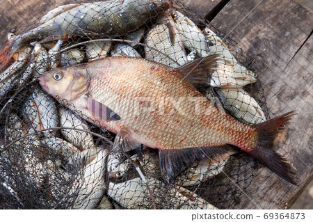 Trophy fishing. Big freshwater common bream fish on landing net. 69364873