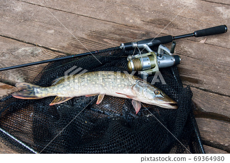 Freshwater pike and fishing equipment lies on black fishing net. 69364980