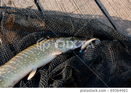 Close up view of big freshwater pike with jig bait in mouth lies 69364981