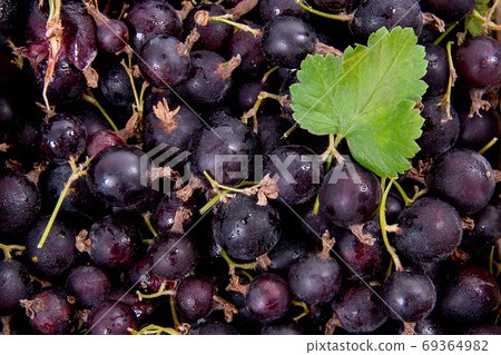 Black currant with green leaf as background.. 69364982