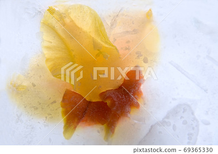 Frozen flower of gladiolus Frozen flower of gladiolus 69365330