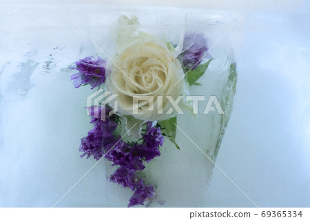 Frozen flower of rose Frozen flower of rose 69365334
